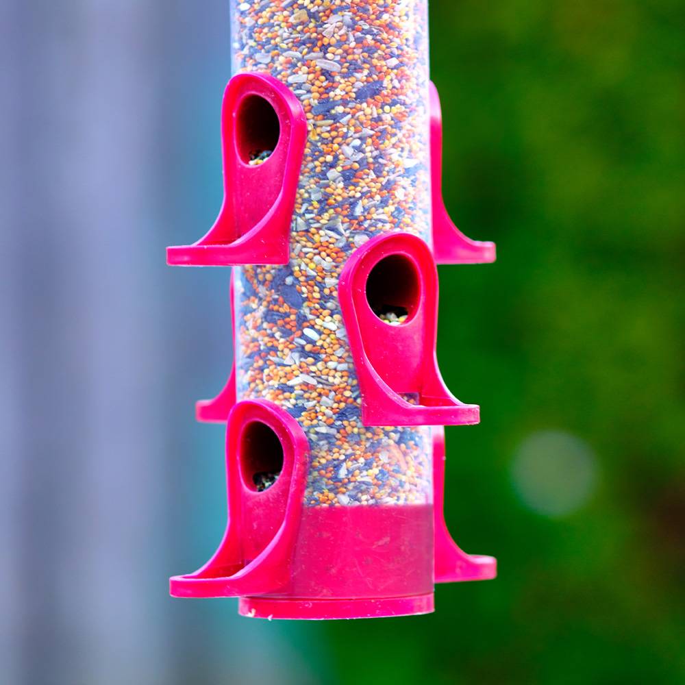 Sweet Songs | Armstrong - Canada's Premier Bird Food